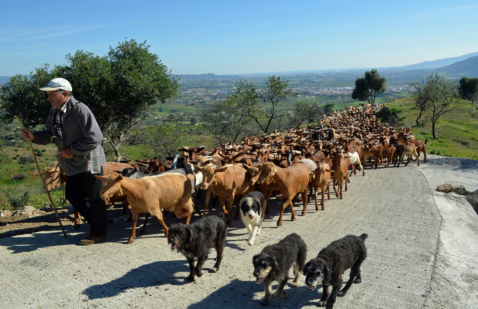 Nederlandse / Belgische makelaar in Cártama Goats being led to pasture